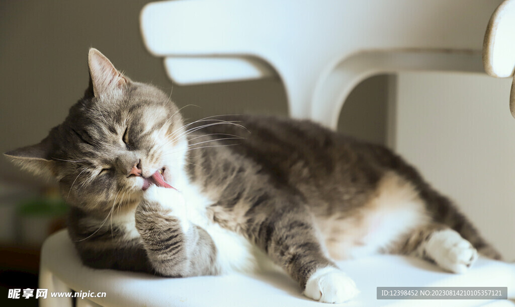 猫咪