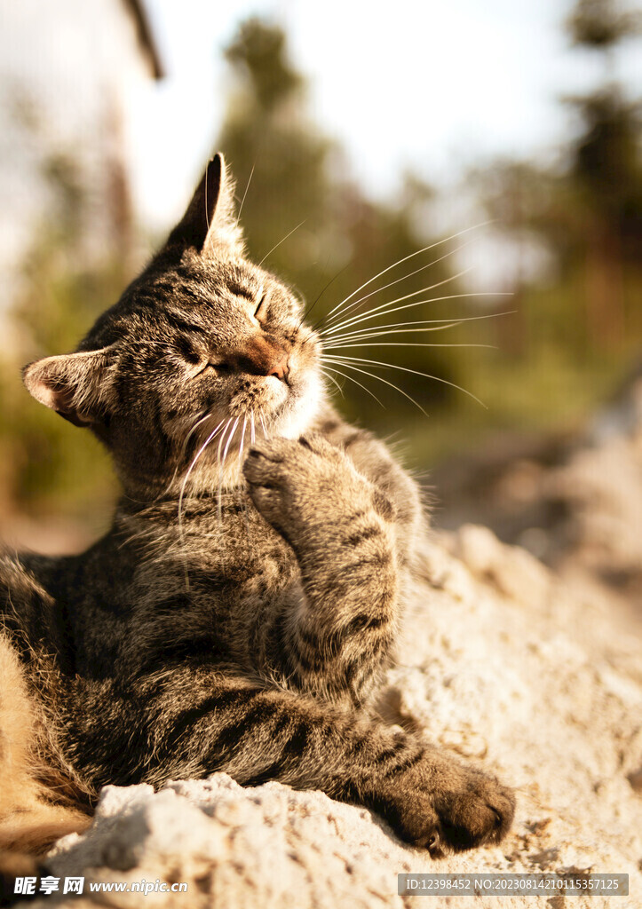 小猫