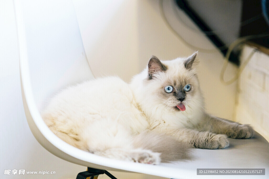 小猫