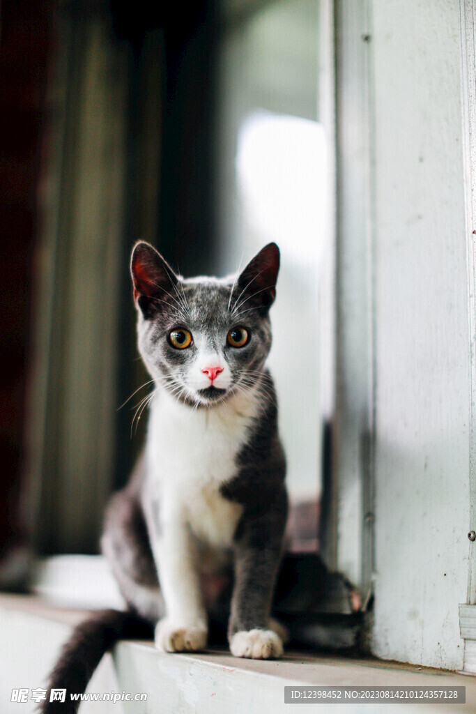 猫咪