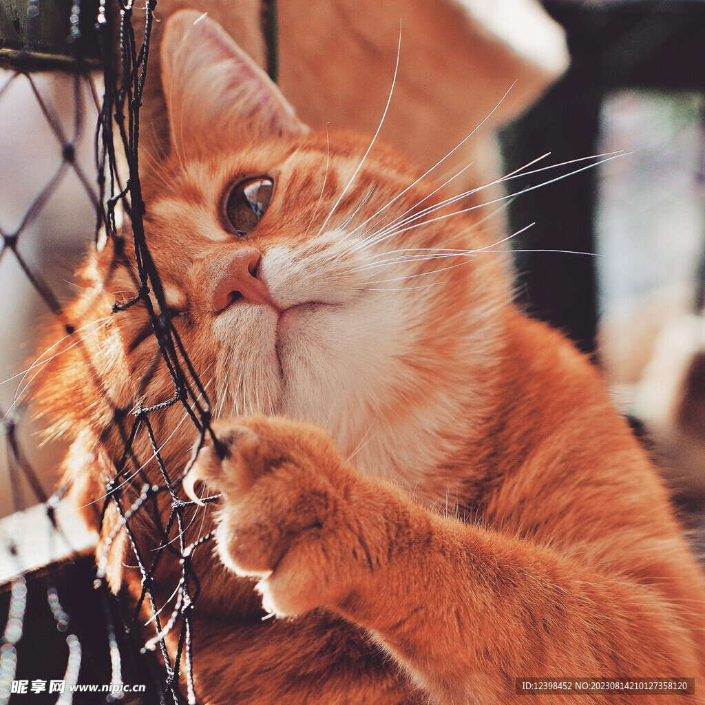 猫咪