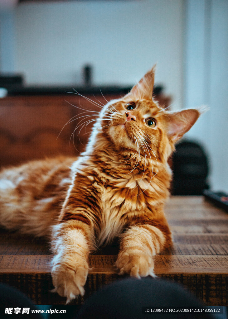猫咪