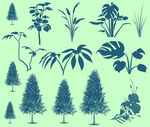 大叶子植物 树