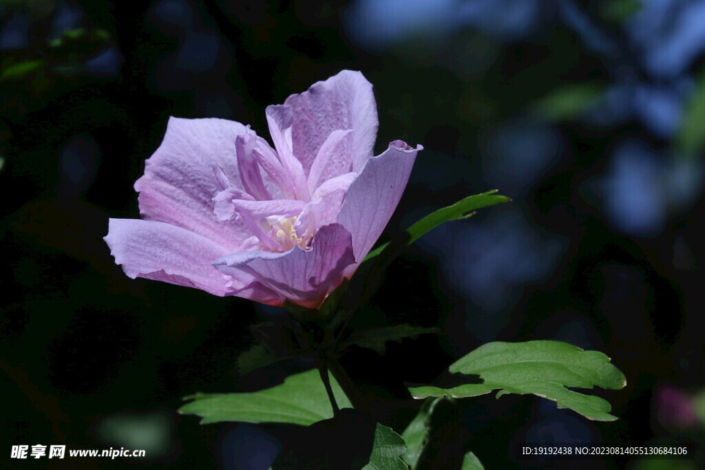 木槿花 