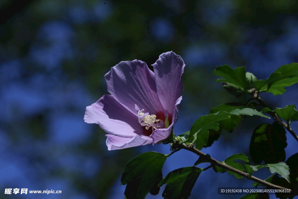 木槿花 
