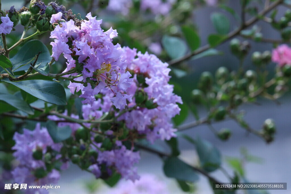 紫薇花 