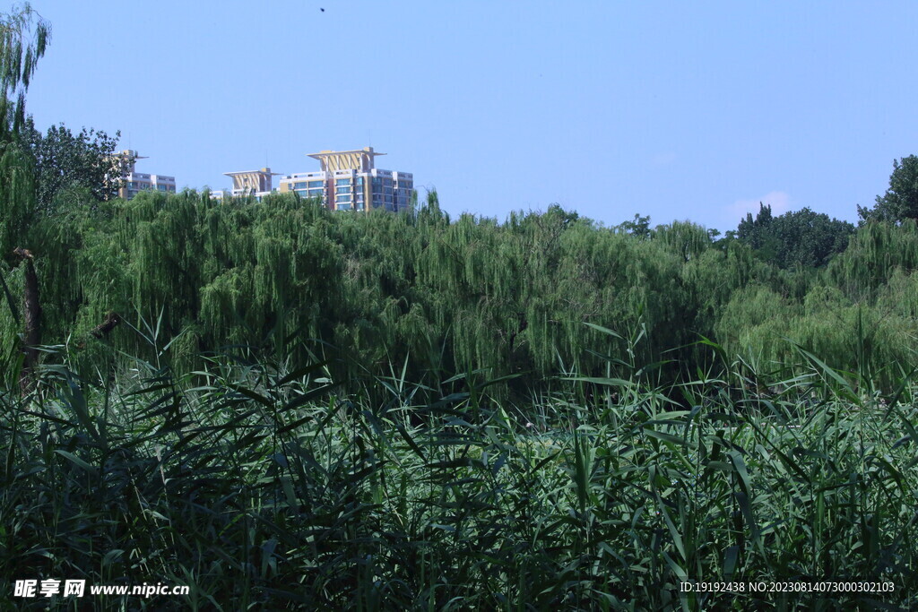 公园风景
