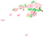  桃花盛开 
