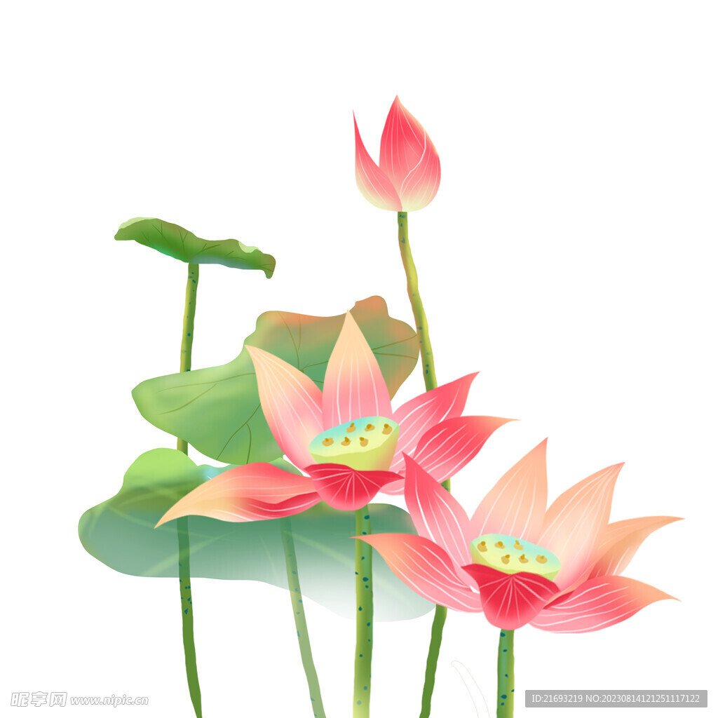  荷花特写 