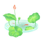 莲花 游鱼