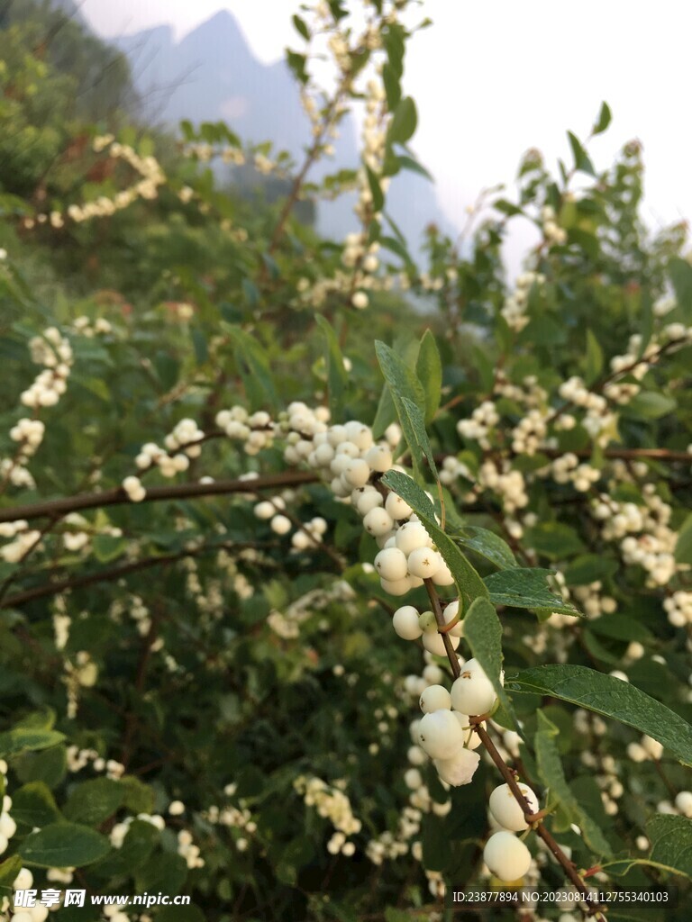 白饭树