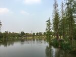 海珠湖风景