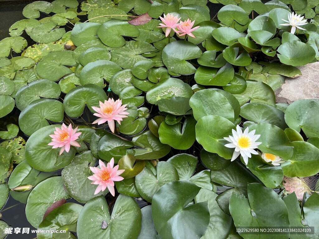 粉色荷花睡莲