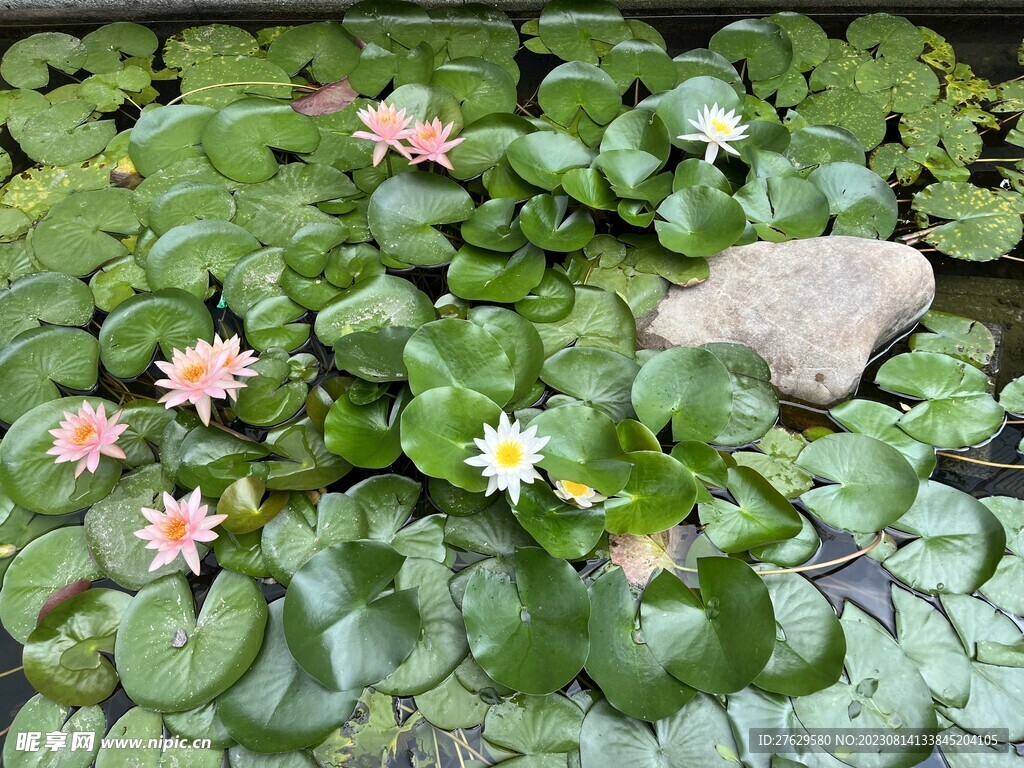 夏日池塘睡莲荷花荷叶