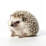 刺猬