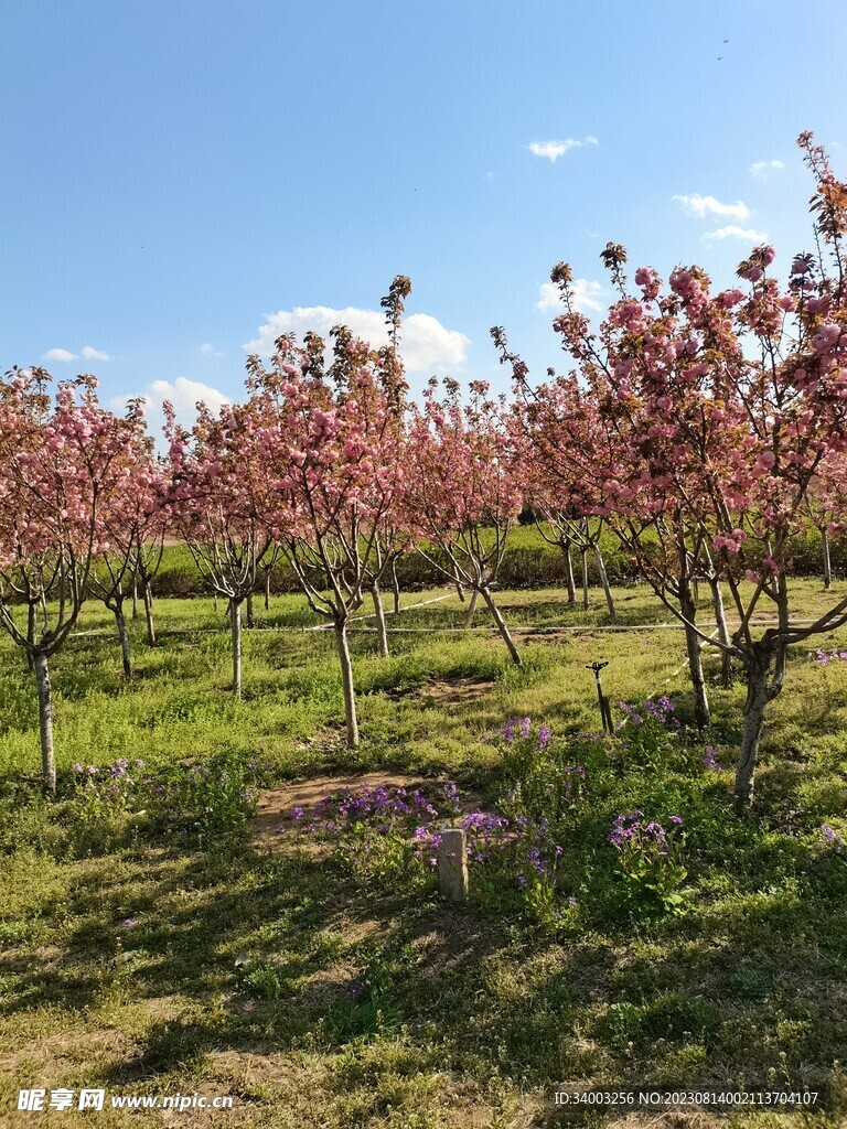 绿草地蓝天白云风景