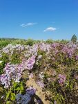 丁香花蓝天