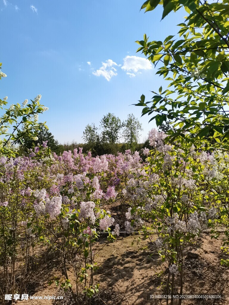 花海丁香花