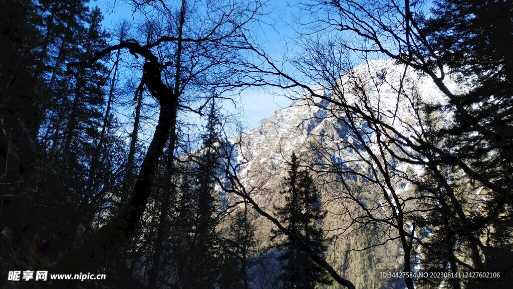 树林和雪山