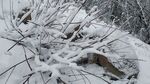白雪