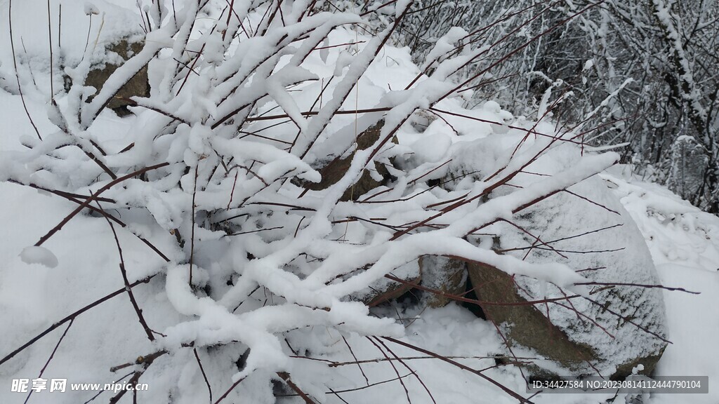 白雪