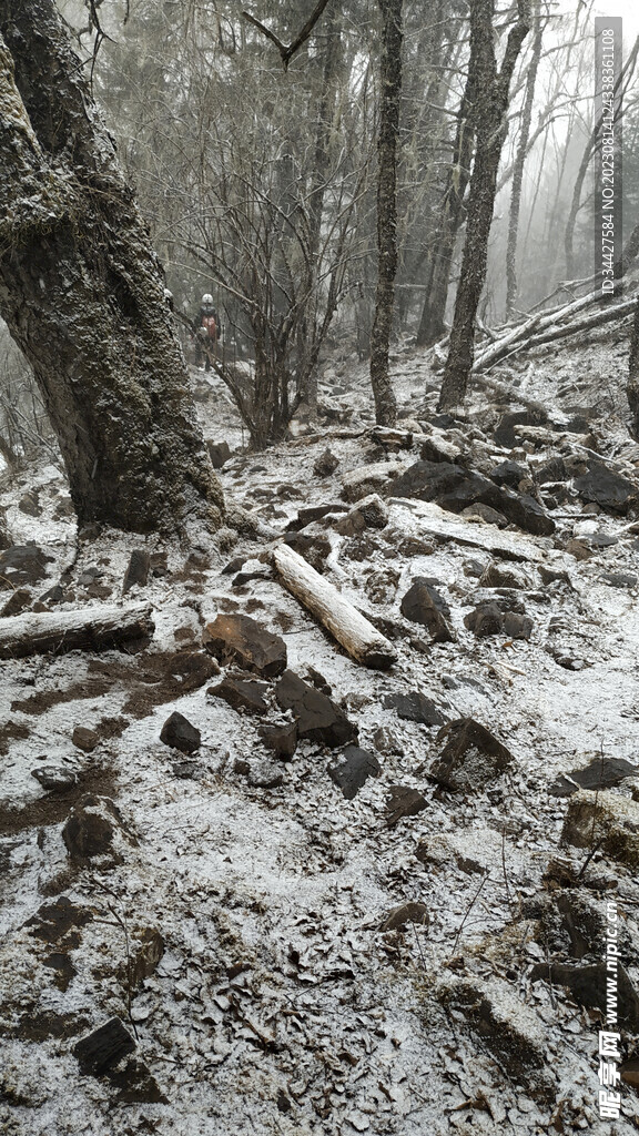 雪山林