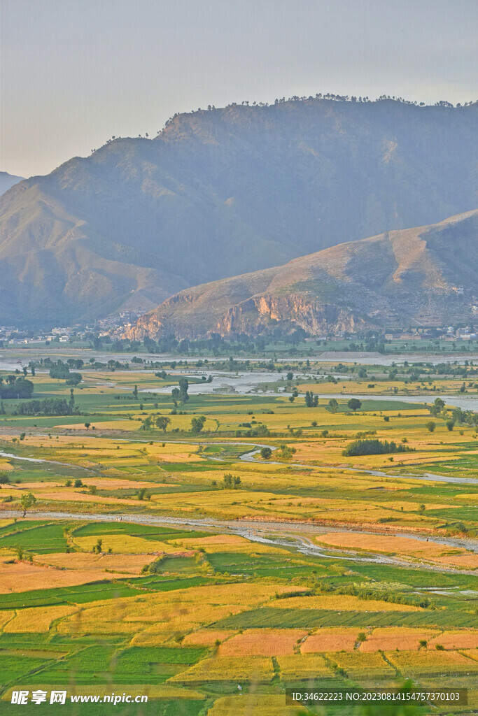 小麦地