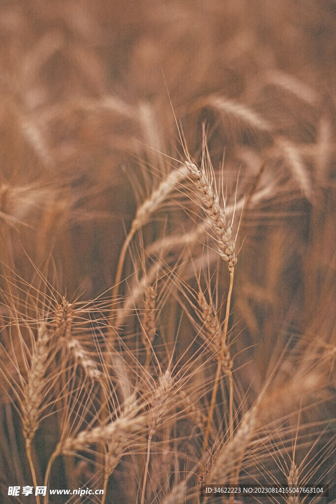 小麦 