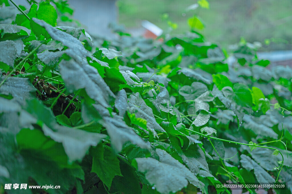 青藤