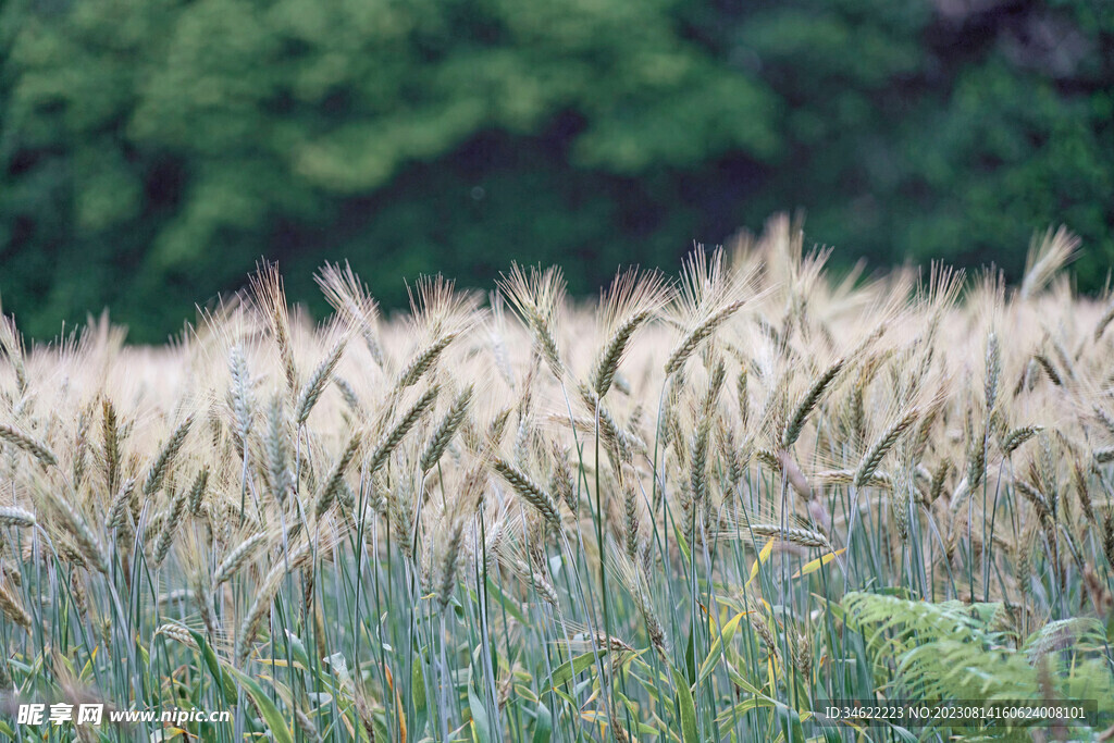 小麦 
