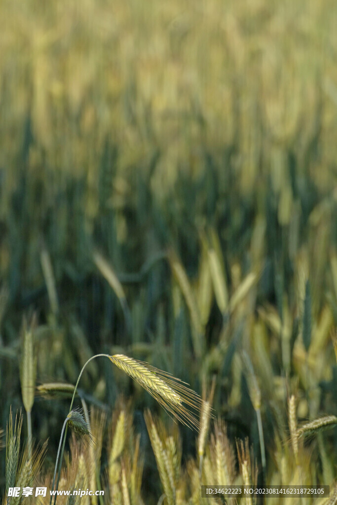  小麦