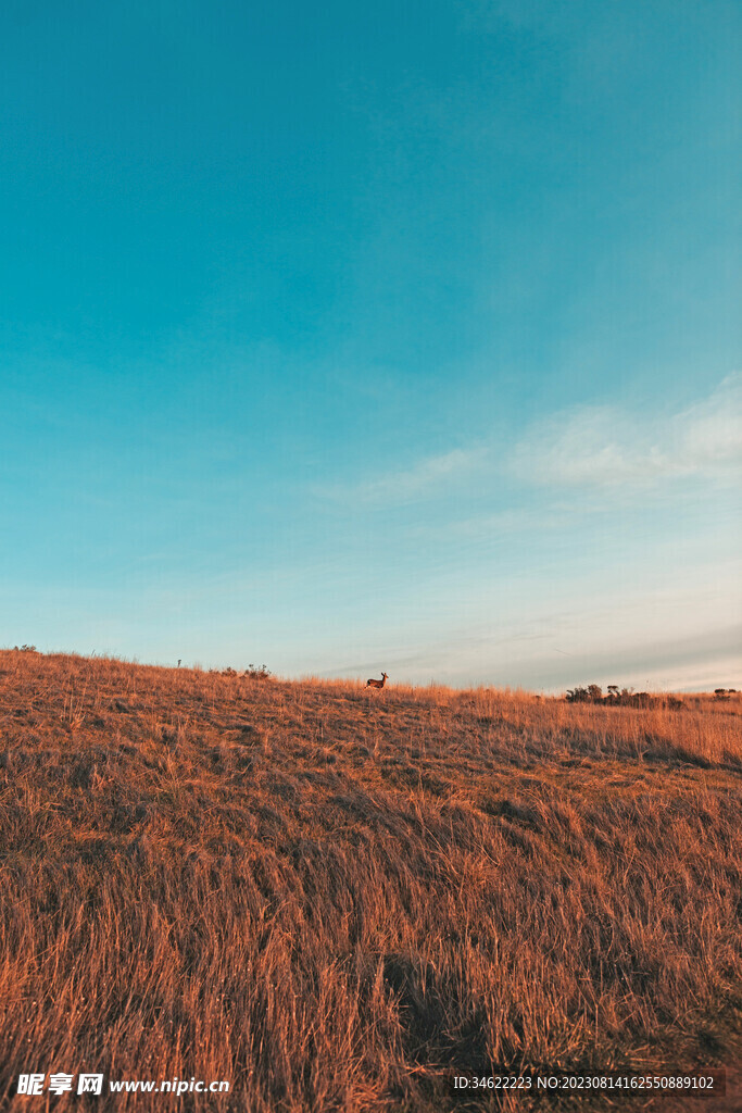 小麦