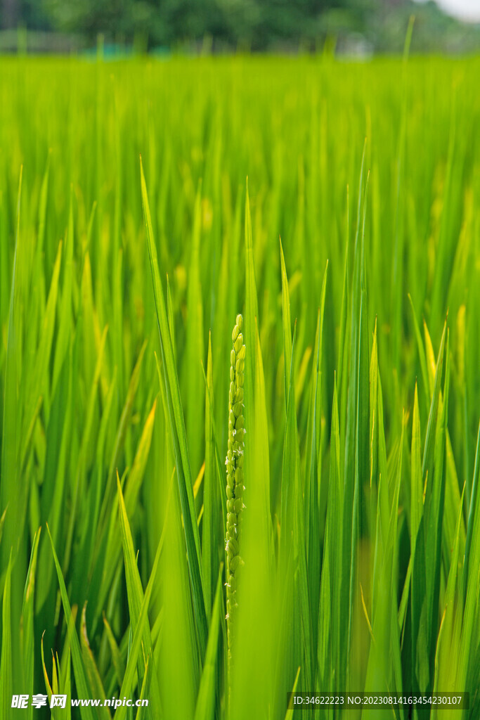 小麦 