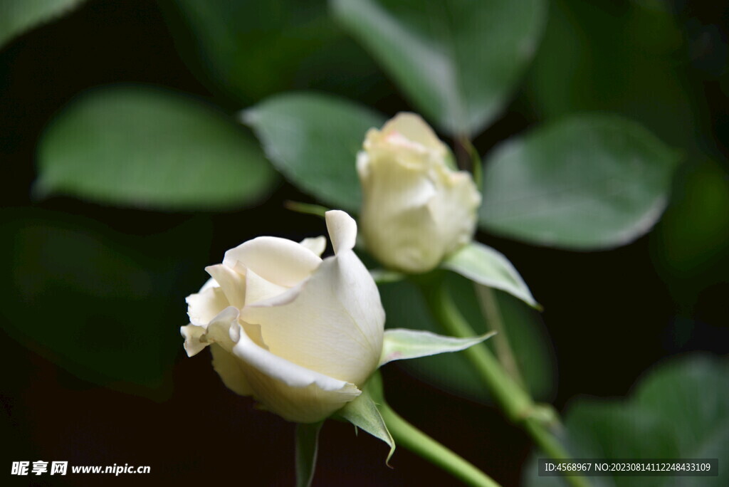 月季花