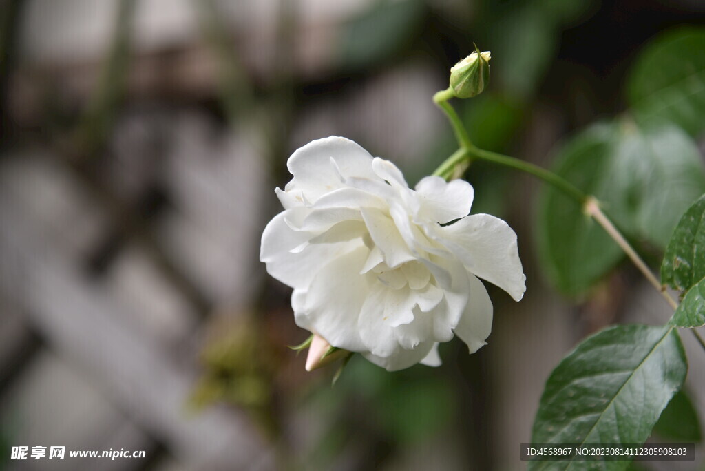 月季花