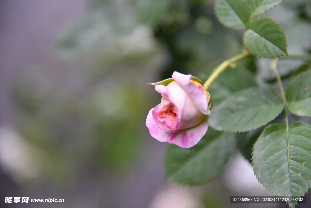 月季花