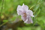 月季花