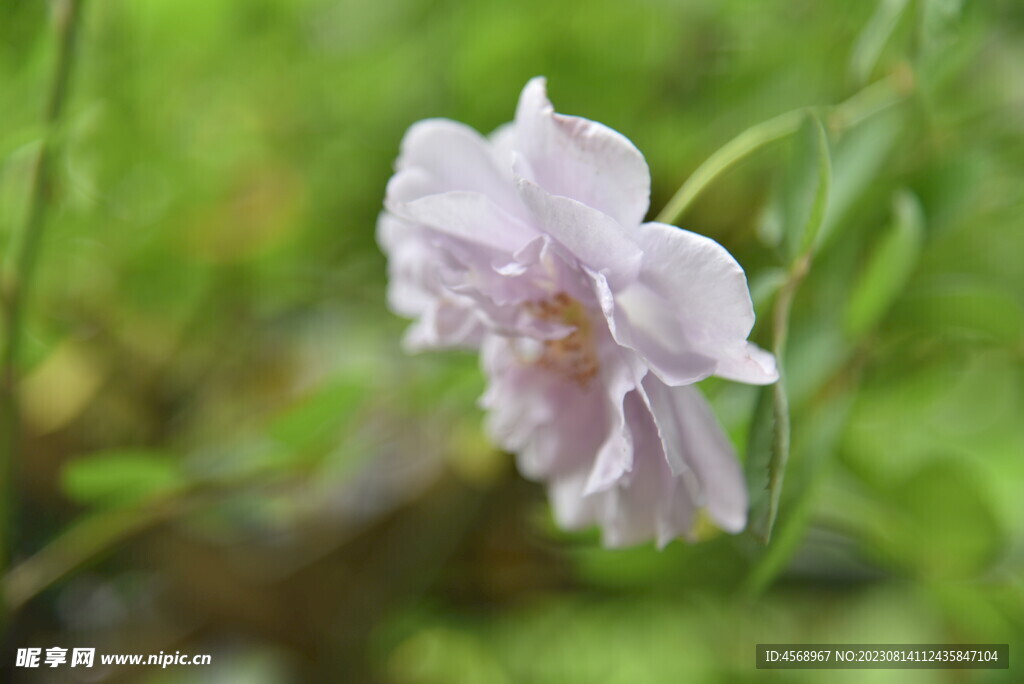 月季花