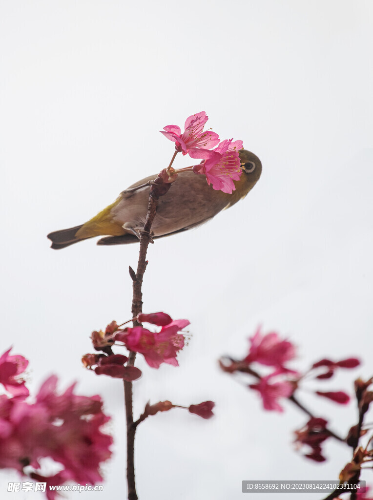 樱花绣眼鸟