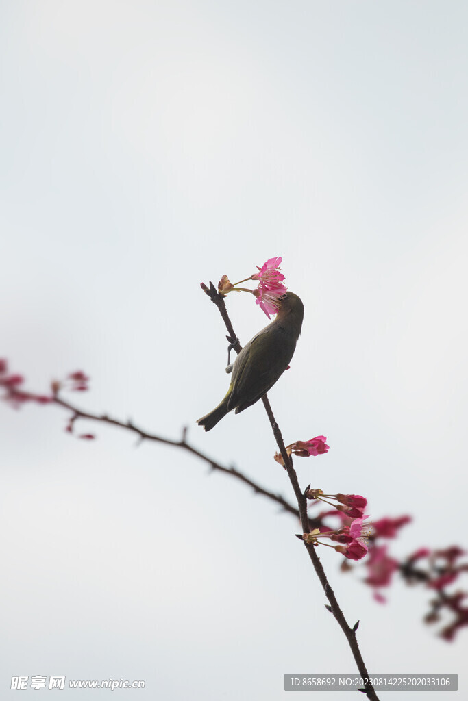 樱花绣眼鸟