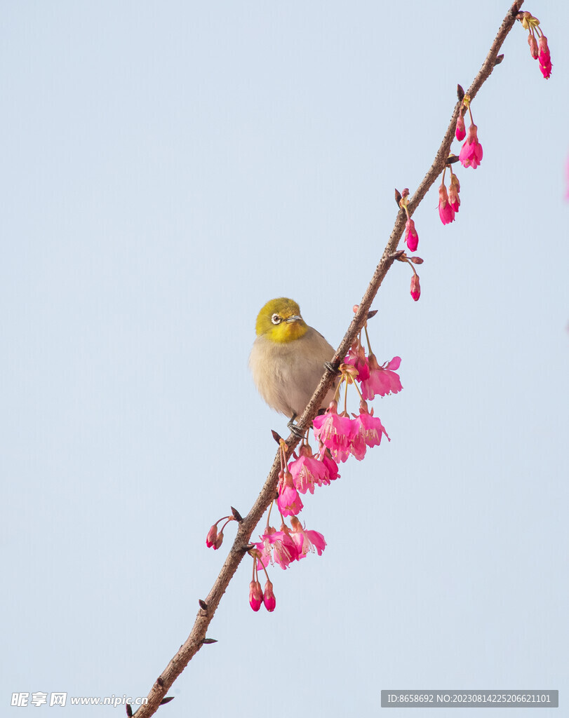 樱花绣眼鸟