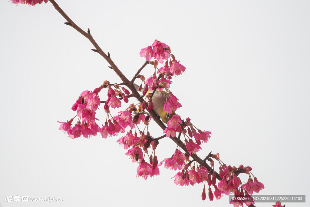 樱花绣眼鸟