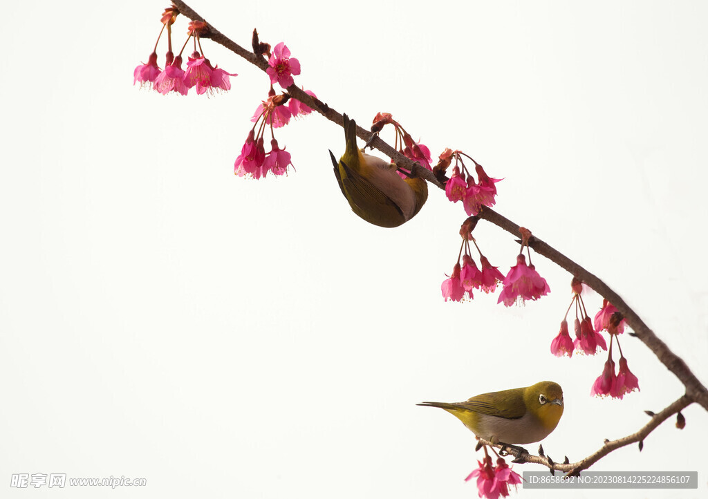 樱花绣眼鸟