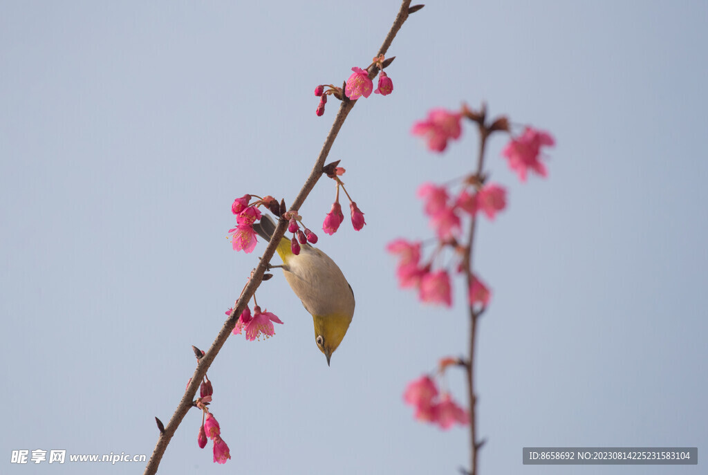 樱花绣眼鸟