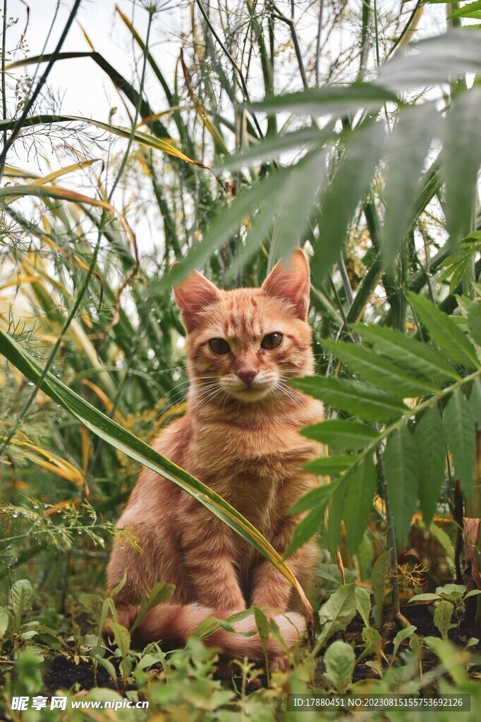 猫