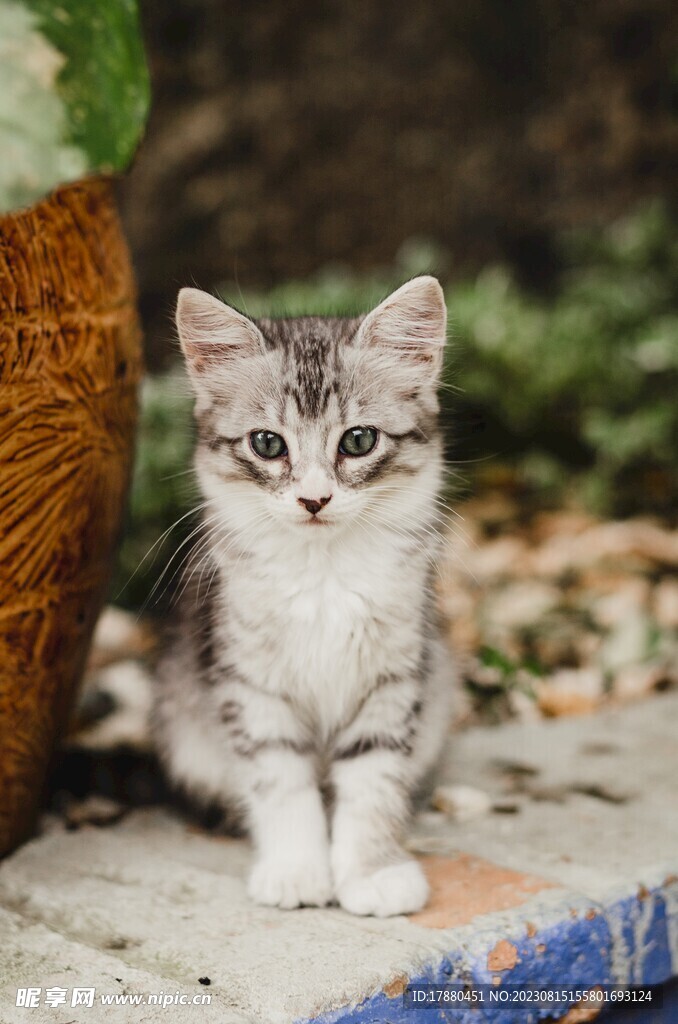 猫