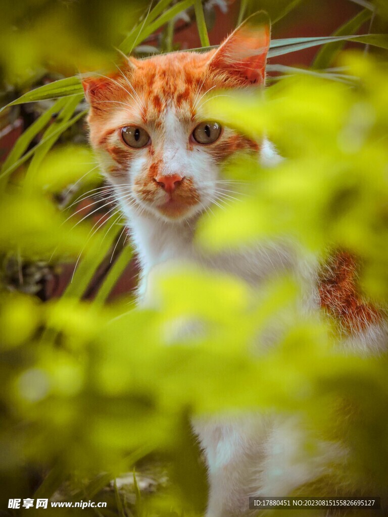 猫