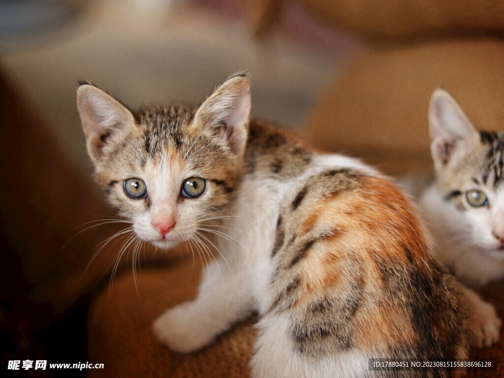 猫