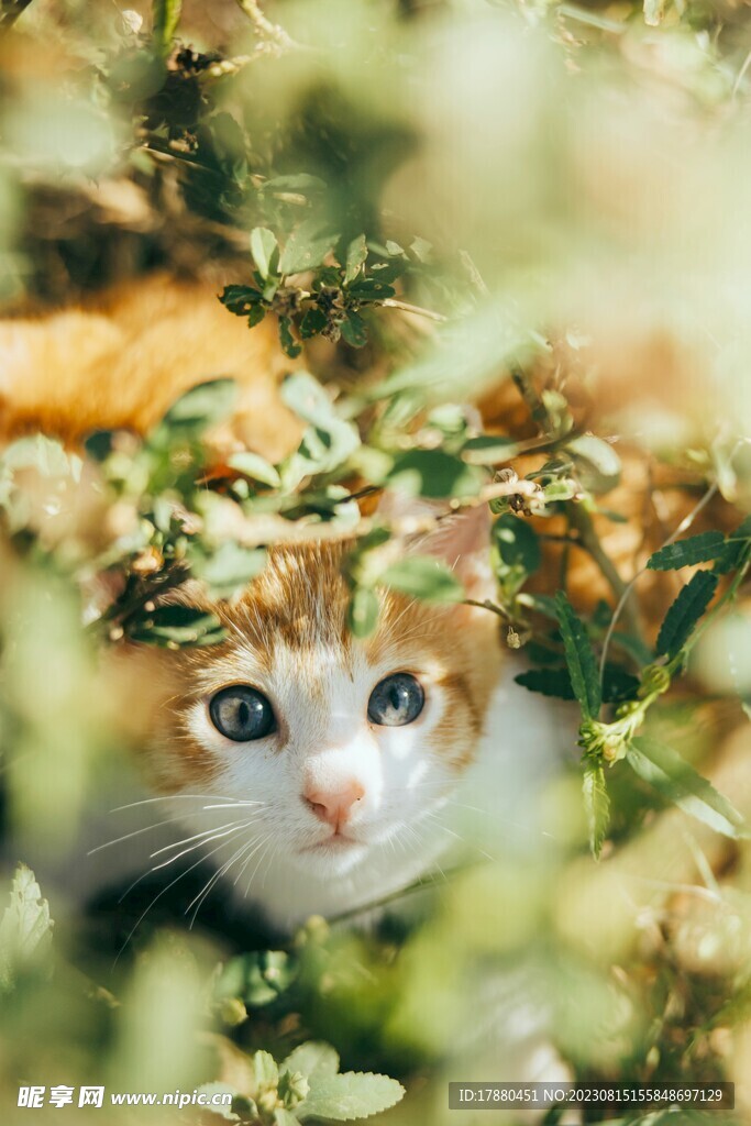 猫