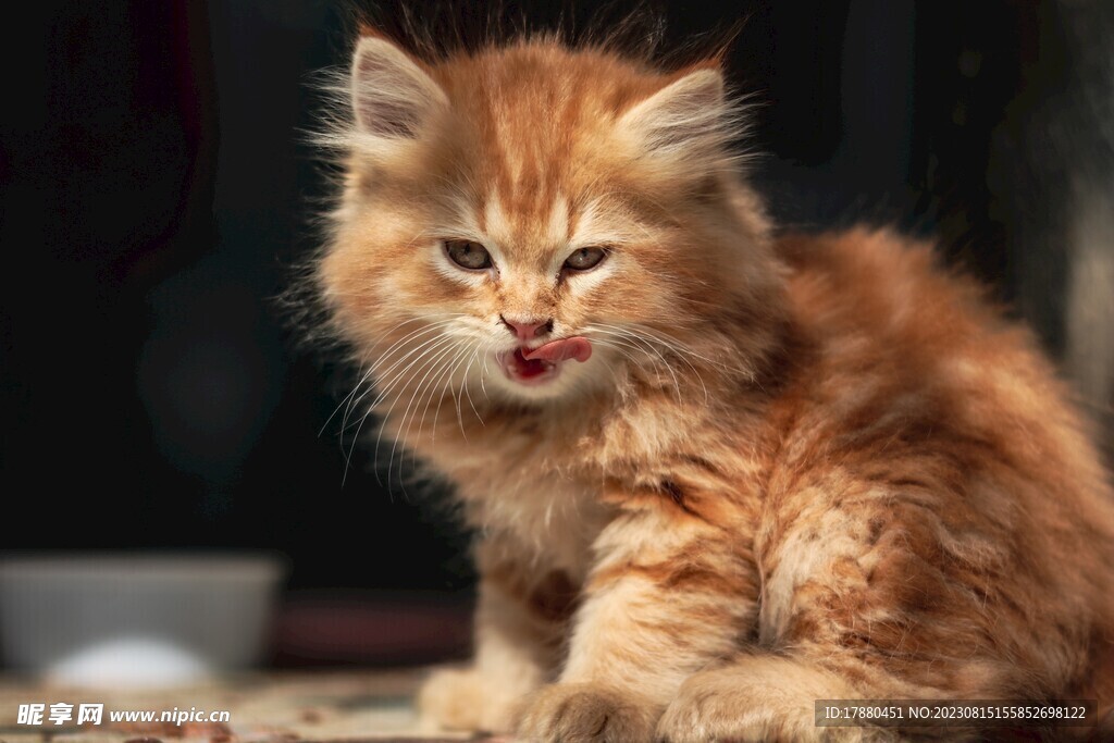 猫